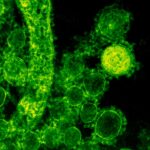 bacterie in je lichaam